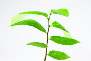 做GitOps项目失败的三大原因